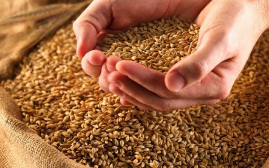 Производство зерна в России может увеличиться на 25%