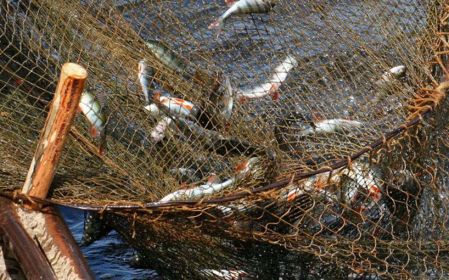 Рыба идет на нерест. В Курганской области запретят рыбалку