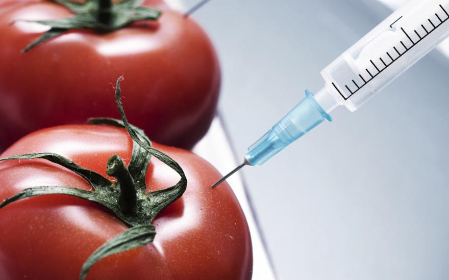 В России ввели запрет на выращивание и разведение ГМО