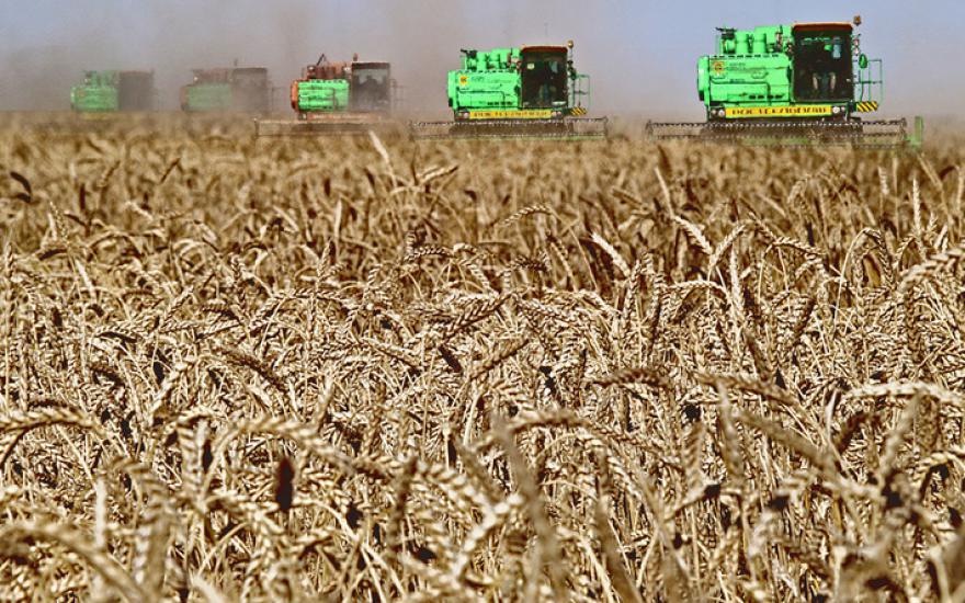 Российские аграрии планируют собрать более 115 миллионов тонн зерна