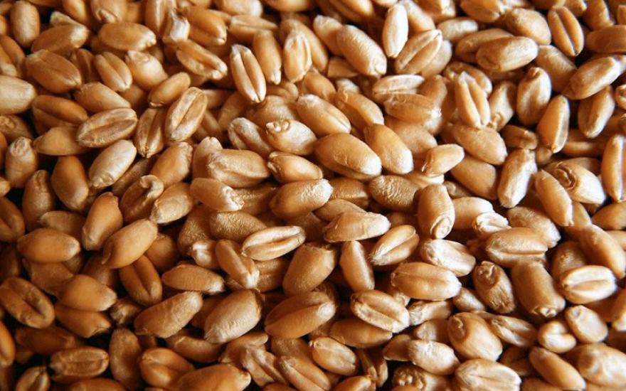 В Курганской области три района завершили уборку зерна