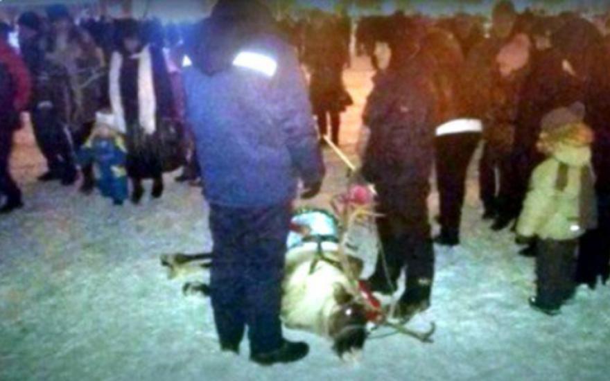 Бэмби жив: олень, упавший на площади в Кургане, уехал домой