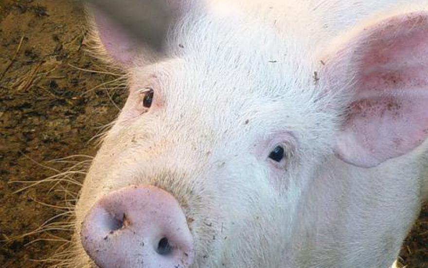Министру сельского хозяйства показали свиноводческий комплекс ООО «Курганское»