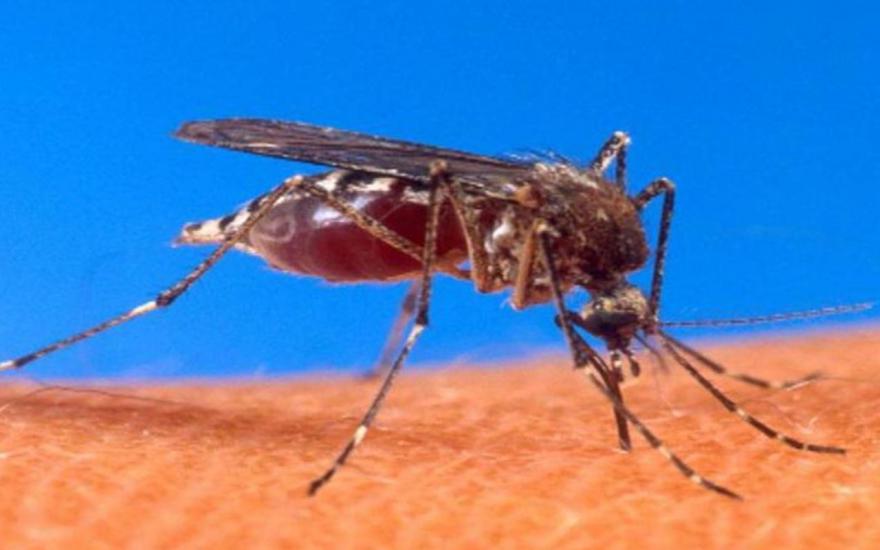 В Курганской области появились комары-переносчики редкого заболевания.