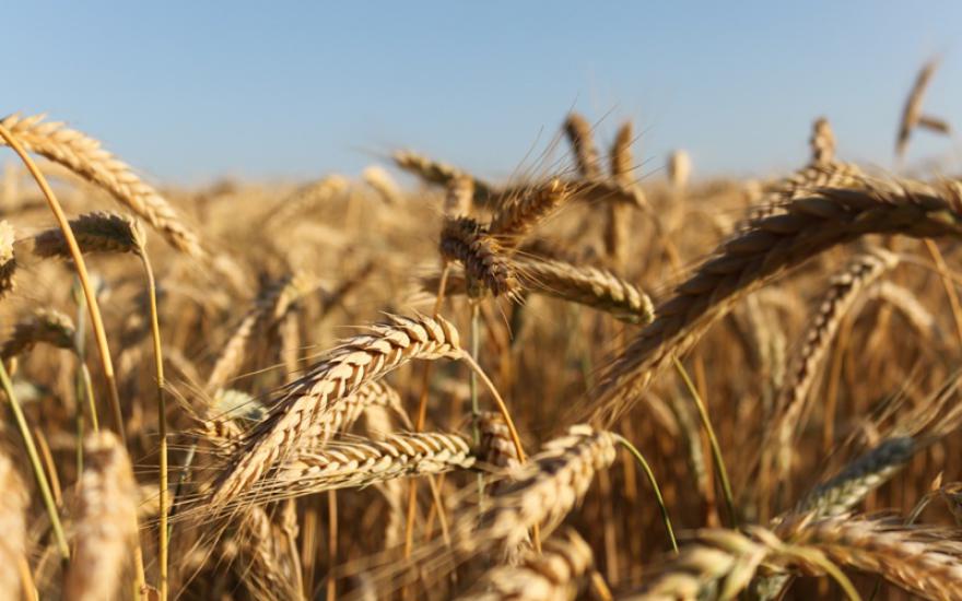 Почти 2 миллиона тонн зерна в 2013 году ждут от Зауралья