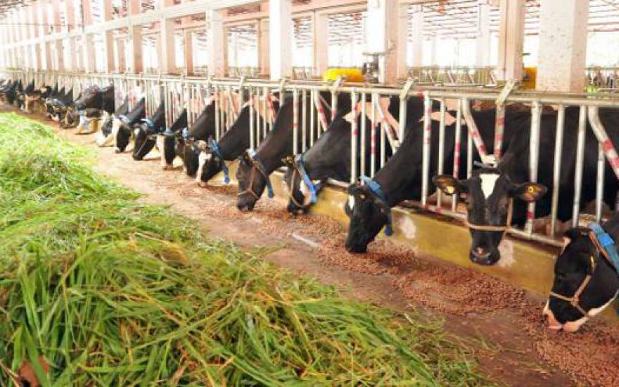 Субсидировать животноводство будут по новой программе