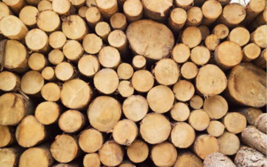 Ужесточение лесного законодательства: контроль за сбытом древесины будет усилен