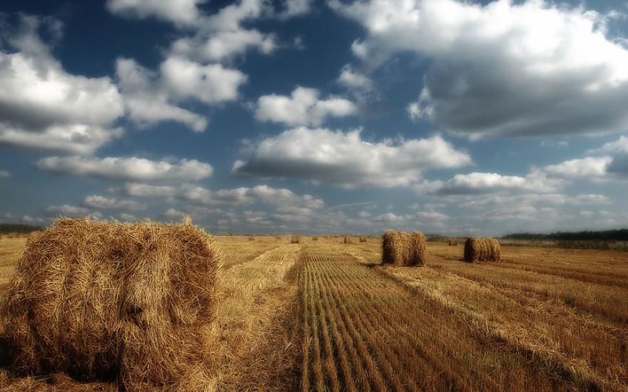 В Курганской области намолотили 1 млн тонн зерна