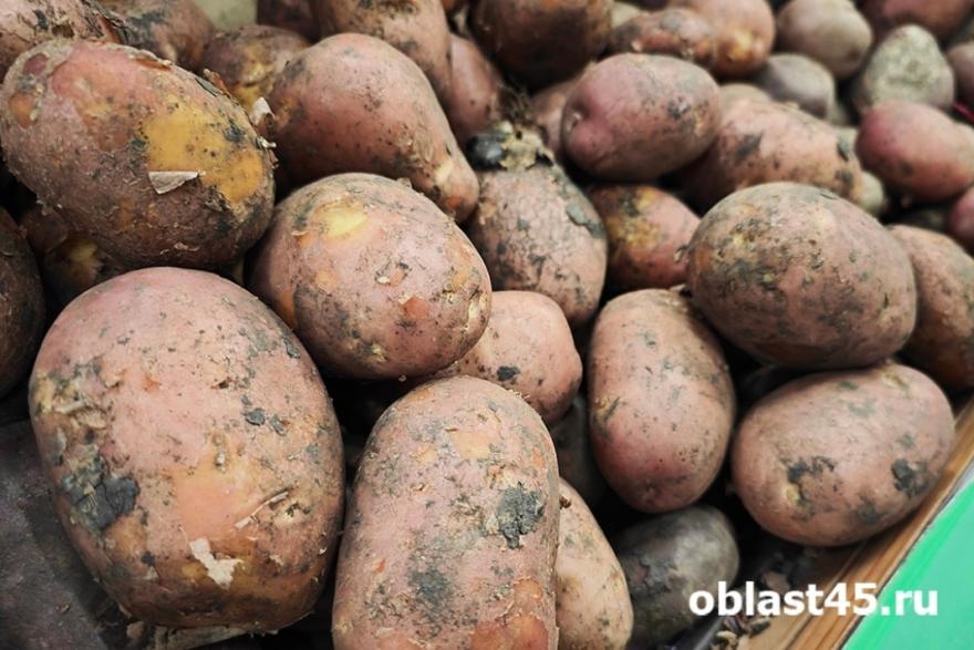 В Курганской области стали выращивать больше картофеля 