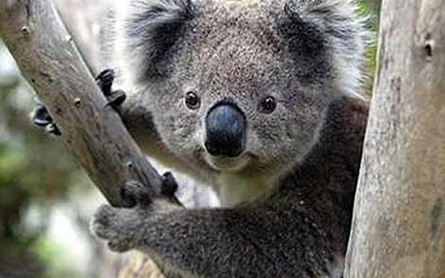 В Австралии «арестовали» коалу