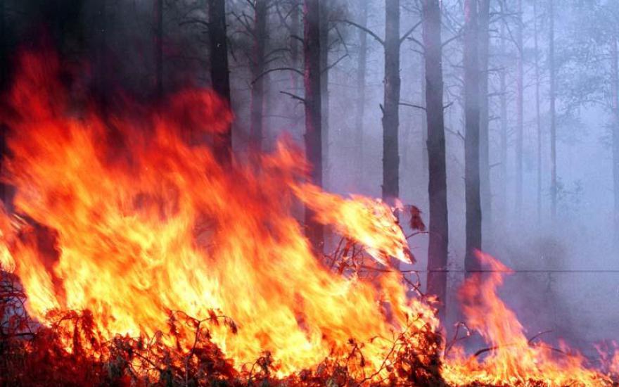 В 2014 году количество лесных пожаров в Зауралье возросло