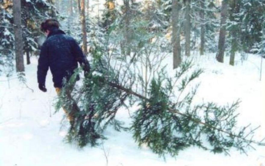 В Зауралье зафиксирован первый случай незаконной рубки деревьев перед Новым годом