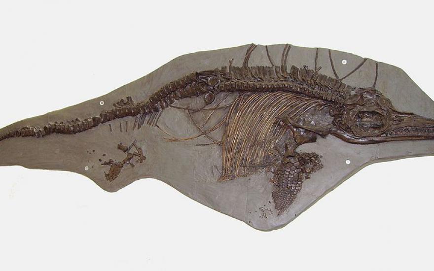 Ученые обнаружили новый вид ихтиозавра. Находка хранилась в музее