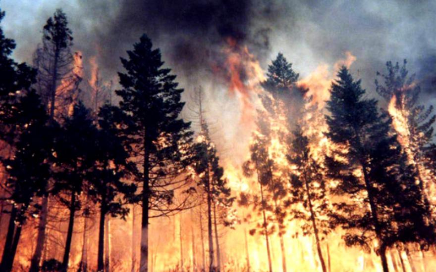 МЧС предупреждает: в Зауралье начался пожароопасный сезон