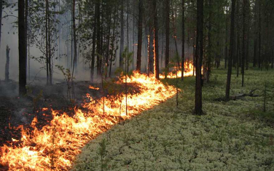 В Зауралье горят леса