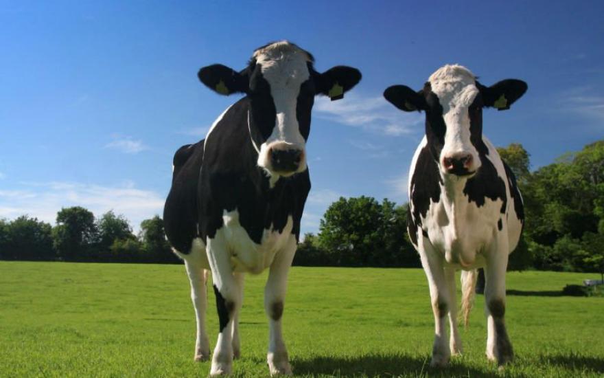 Правительство планирует лимитировать поголовье скота в личных подворьях