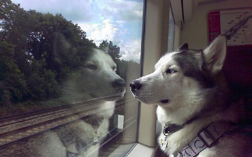 В поездах появятся вагоны для пассажиров с животными
