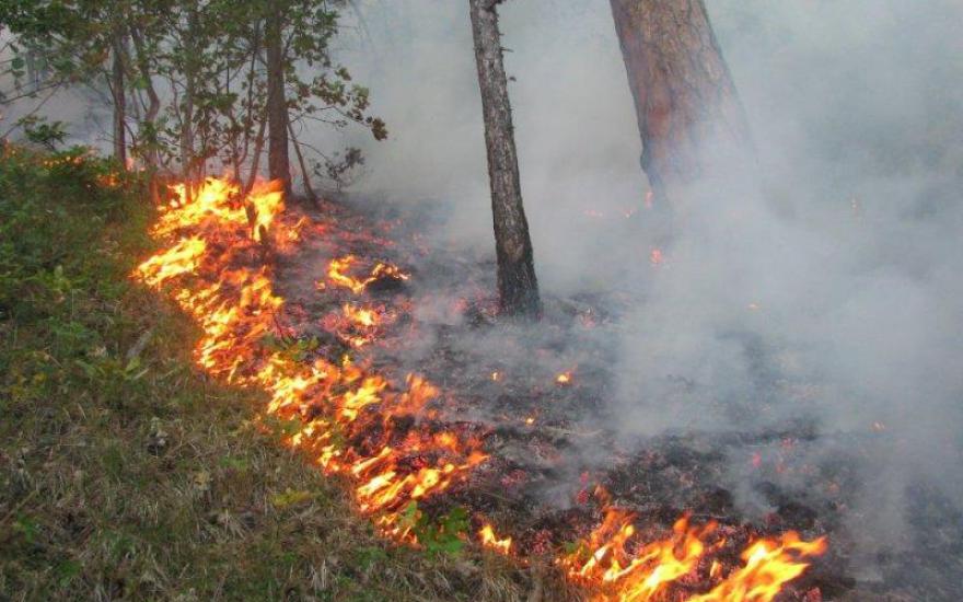 Число лесных пожаров в Курганской области снизилось