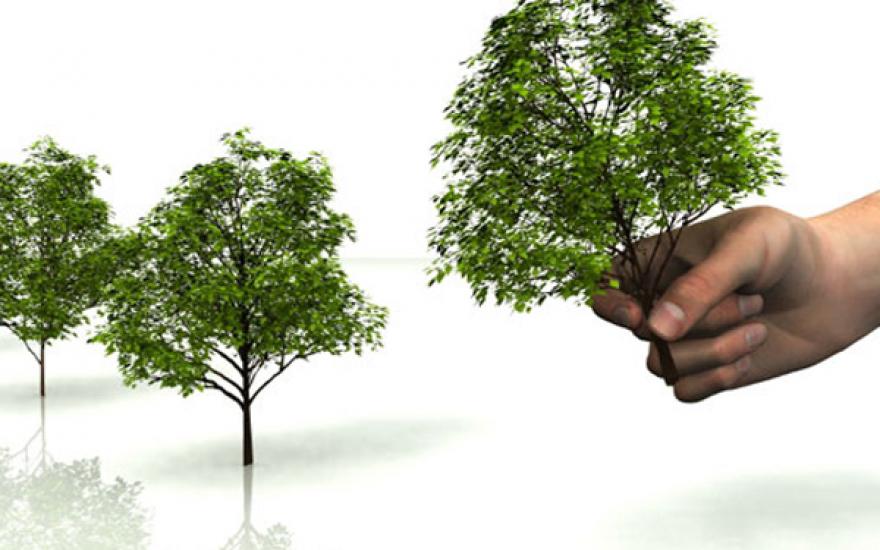 Рубили не зря: В Кургане посадят тысячу новых деревьев
