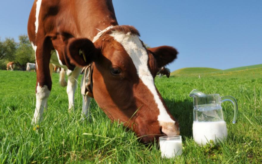 Регионы получат средства на развитие молочного скотоводства и растениеводства