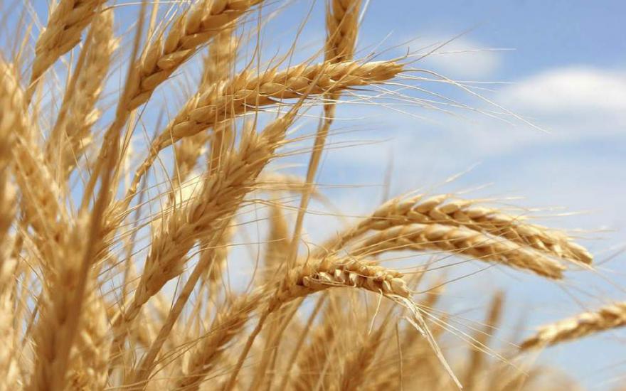 В течение 10 лет Россия увеличит производство зерна на 20 млн тонн