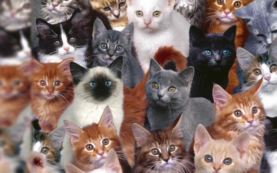 Кошки Показывающие Язык Фото