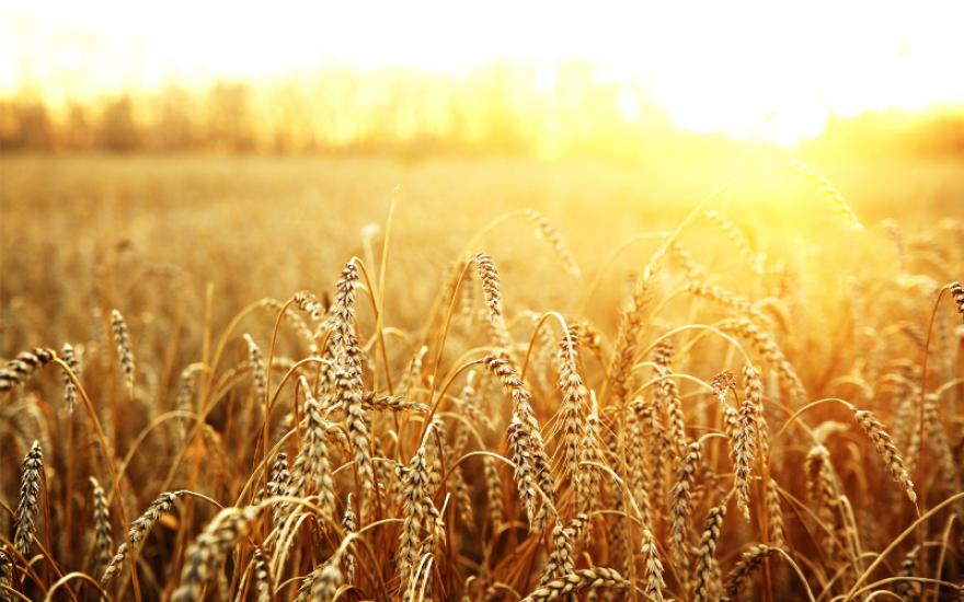 Цены на российскую пшеницу упали до минимума с 2009 года
