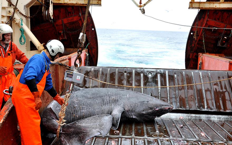 Самым долгоживущим позвоночным на Земле стала 400-летняя акула