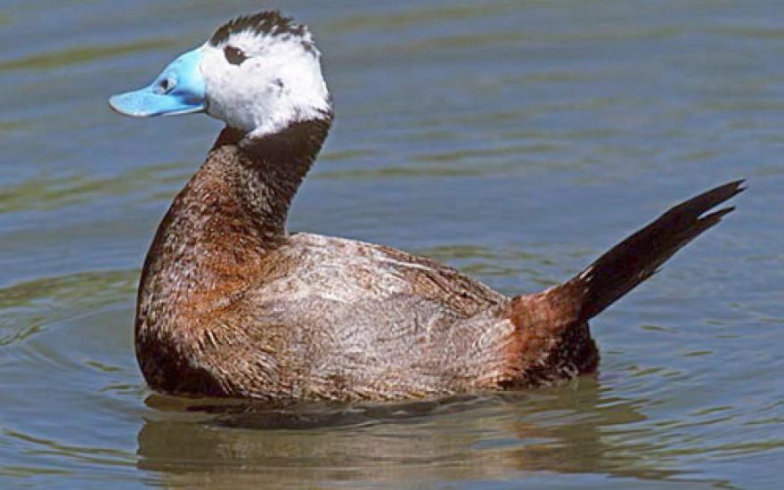 В Курганской области ученые обнаружили редкую птицу