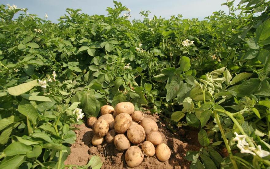 Зауральские аграрии не ошиблись в прогнозах: картофель в необычайной цене