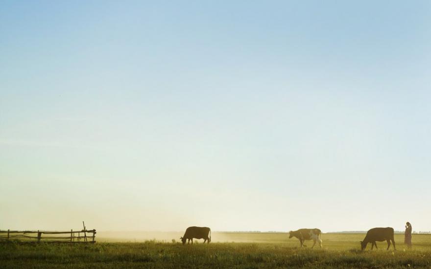 В Курганской области за первое полугодие 2016 года уменьшилось поголовье скота