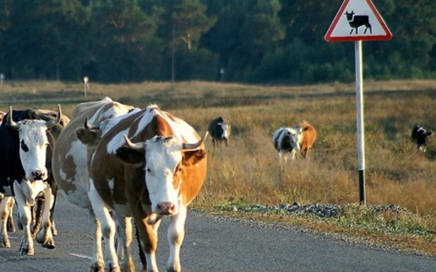 ДТП в Зауралье: корова выбежала неожиданно на дорогу. Пострадал человек