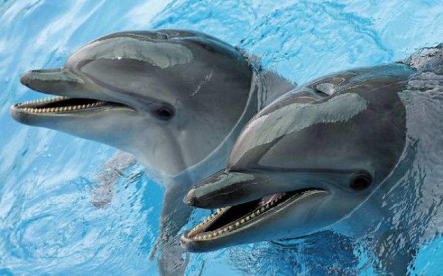 Дельфины способны выстраивать предложения из слов