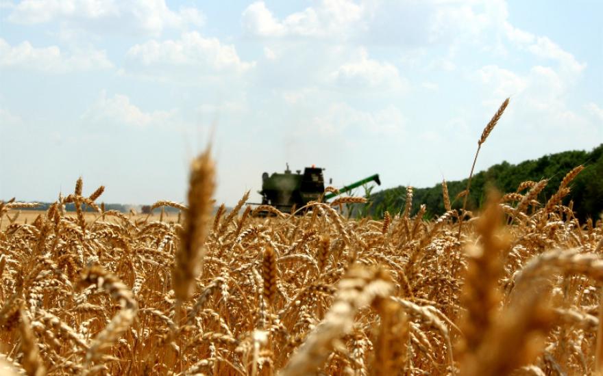 В Курганской области не убрали 28 тысяч гектаров зерна