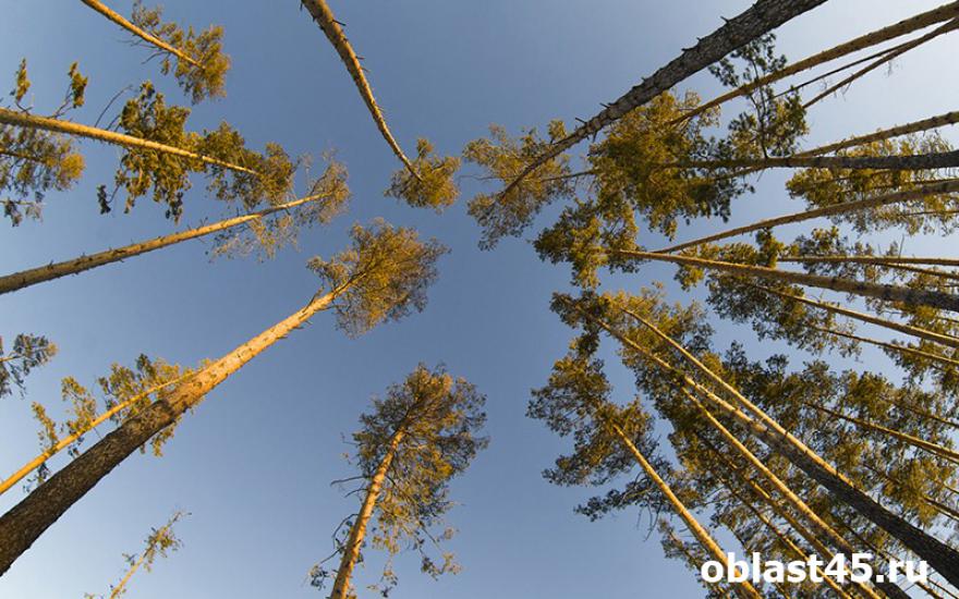 В Зауралье начался сезон подачи лесных деклараций