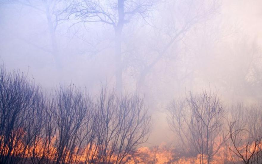 Силовики и спасатели Курганской области будут активно искать поджигателей леса