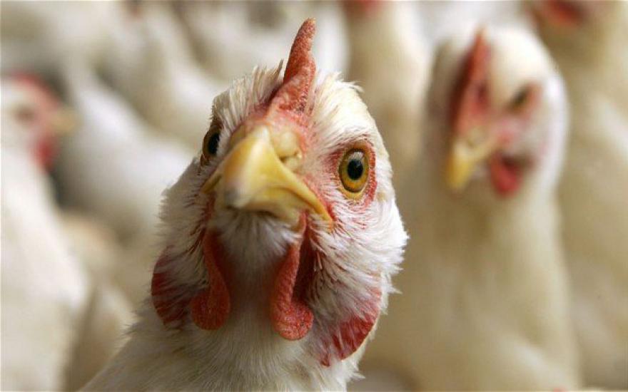 Курганские магазины проверят на наличие продукции с птичьим гриппом. СПИСОК ПРОИЗВОДИТЕЛЕЙ