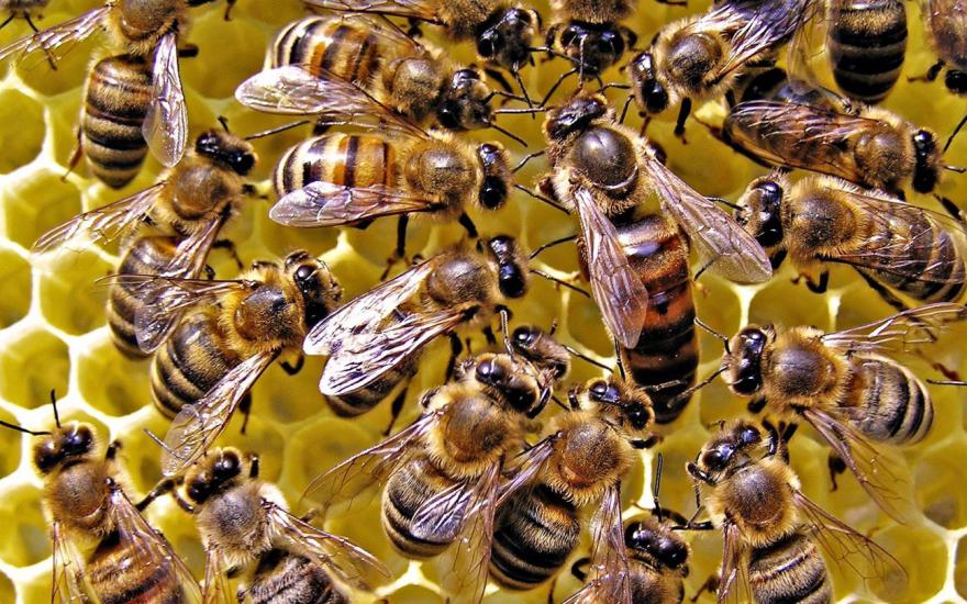 Из Кургана в семь регионов России пчелы отправлены почтой