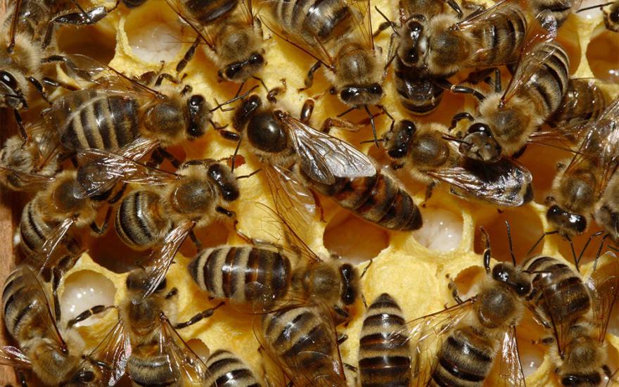 Пчелы не пересекли границу Курганской области из-за «Меркурия»