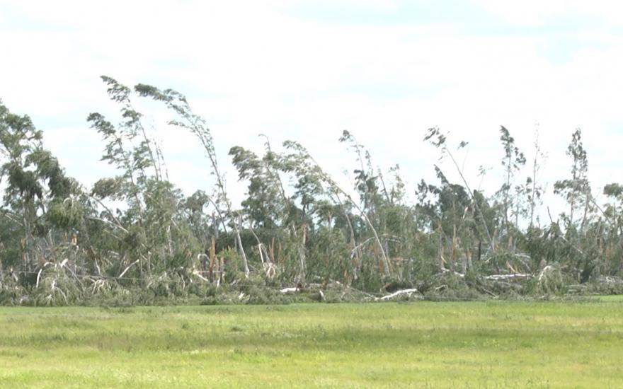 Поваленные ураганом деревья начнут продавать зауральцам.