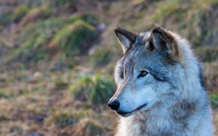Охотников Зауралья просят помочь в изучении популяции волков