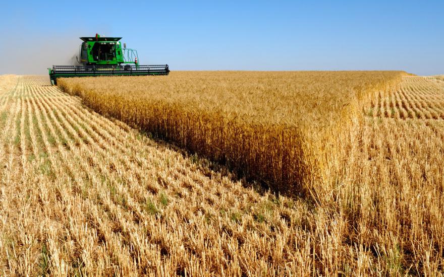 Курганская область экспортирует зерно в Китай, Азербайджан и Казахстан