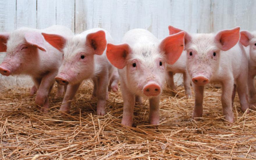 В Курганской области из-за африканской чумы свиней проверяют мясо
