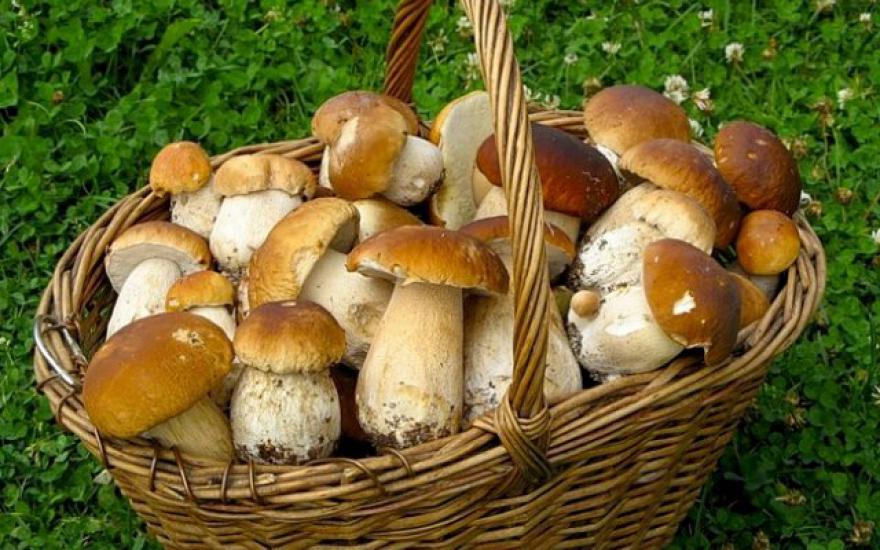 В Курганской области 3 человека отравились грибами