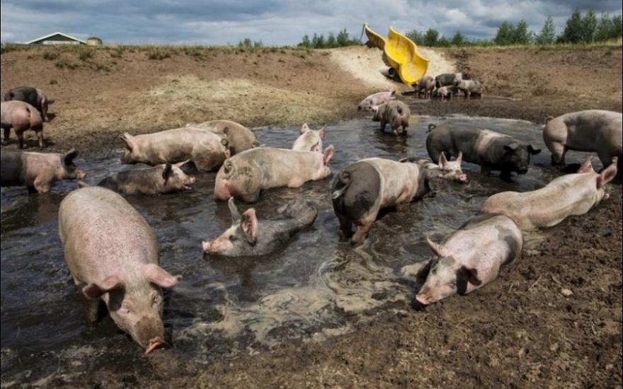 Зауральские свиньи не защищены от африканской чумы