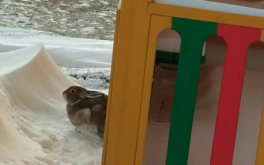 По территории детского сада в Кургане бегает заяц