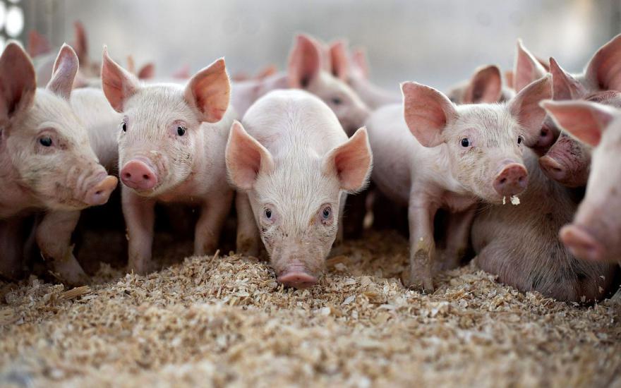 В Зауралье из Тюменской области завезли африканскую чуму свиней
