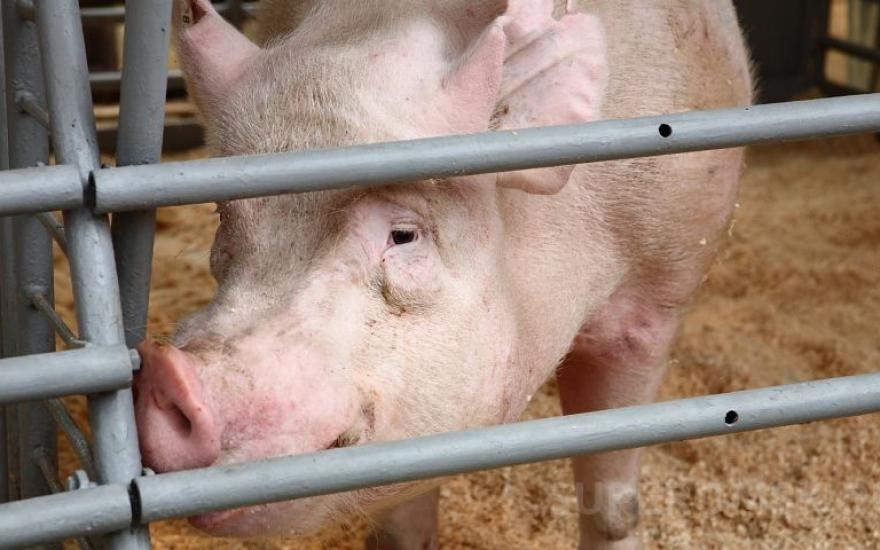 В Курганской области подсчитывают ущерб от африканской чумы свиней