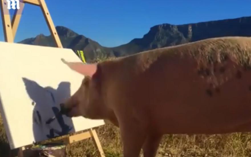 Свинья-художница рисует картины за 130 тысяч рублей.