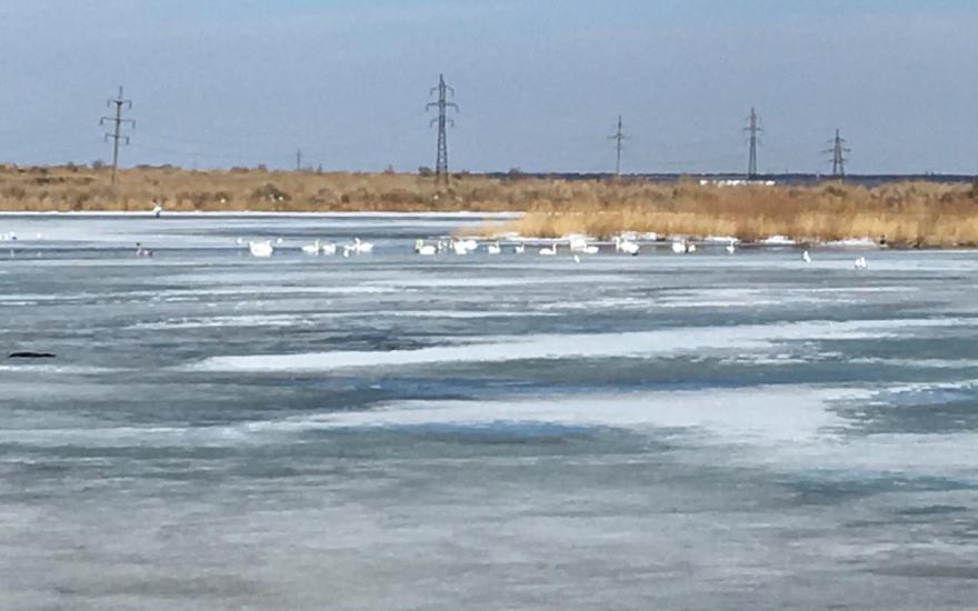 Холодная весна: в Курганской области лебеди разгуливают по льду.